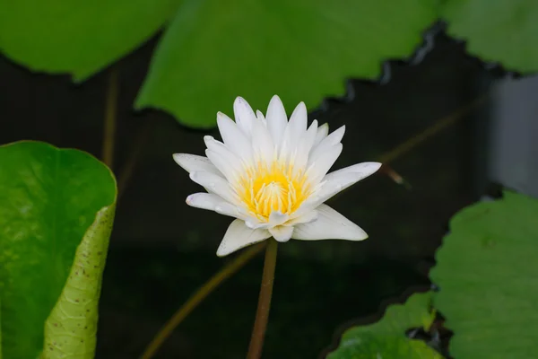 Weiße Lotusblume mit Biene — Stockfoto