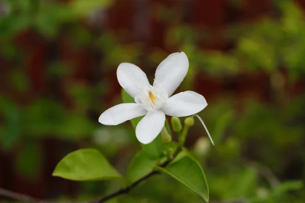 Красивый белый цветок — стоковое фото