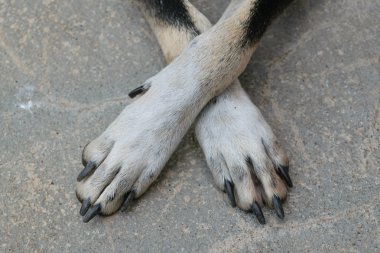 Köpeğin bacak bacak