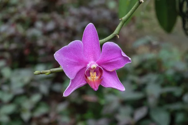 Vackra lila orkidéer blomma — Stockfoto