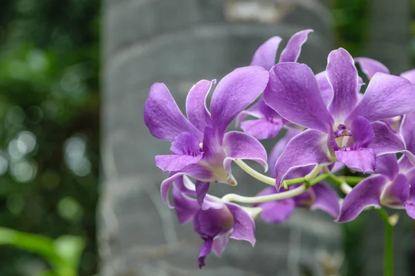 Bela flor de orquídeas roxas — Fotografia de Stock