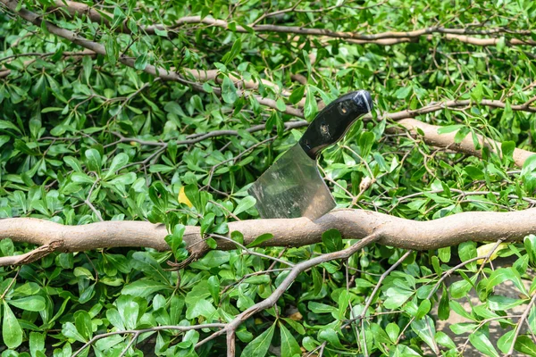 Cleaver chop ağaç — Stok fotoğraf