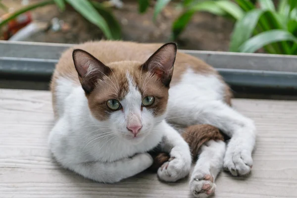 태국 귀여운 고양이 — 스톡 사진
