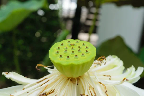 Flor de semente de lótus — Fotografia de Stock