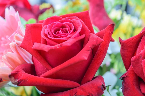 Schöne Rosenblume in einem Strauß — Stockfoto