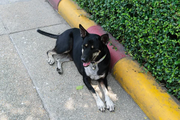 Tailandês cão preto — Fotografia de Stock