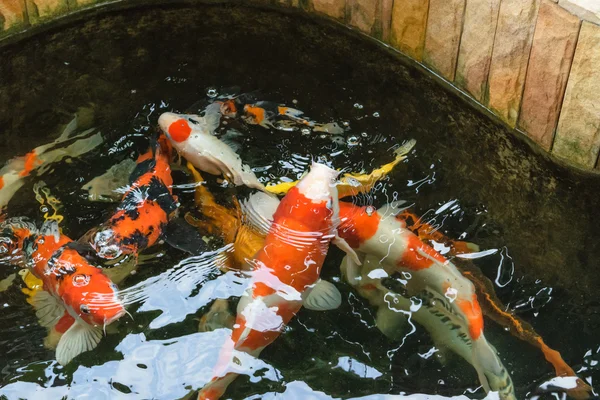 手の込んだ鯉魚 — ストック写真