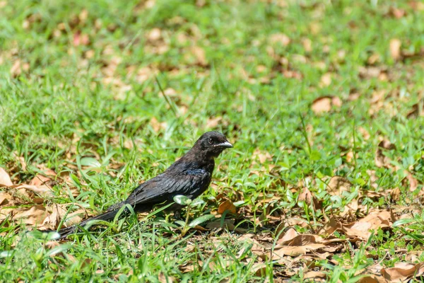 Svart Drongo fågel på ett gräs — Stockfoto