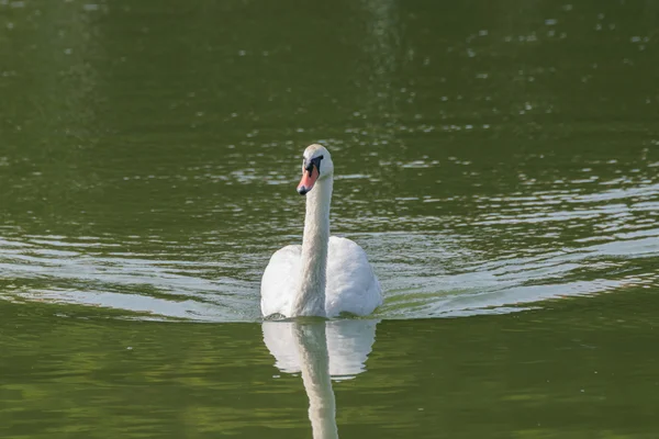 Cisne blanco mudo —  Fotos de Stock