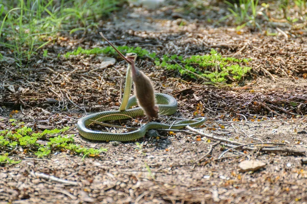 Serpiente comiendo rata — Foto de Stock