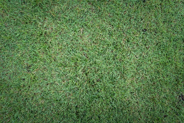 Herbe texture arrière-plan — Photo