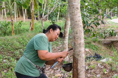 Doğal lateks hasat çiftçi