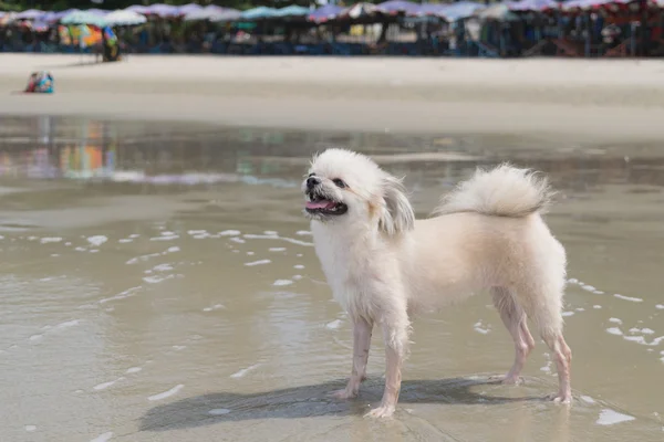 Viaggio del cane in spiaggia — Foto Stock