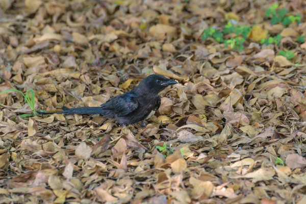 オウチュウ ブラックバードの地面に — ストック写真