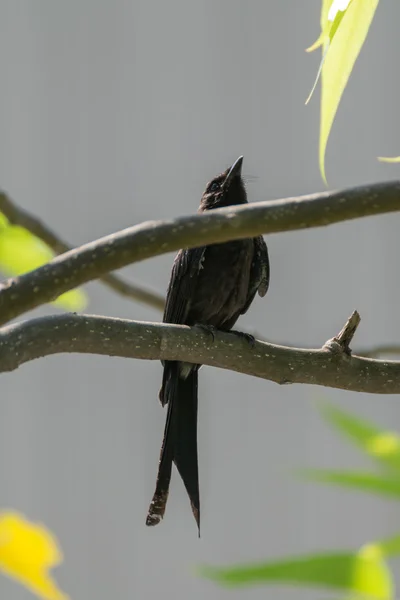 Pájaro Drongo negro en un árbol — Foto de Stock