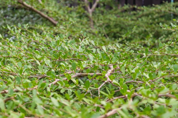 Plant green tree — Stock Photo, Image