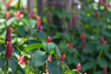 güzel bir kırmızı çiçek