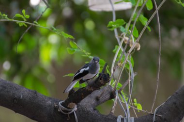 Oryantal magpie robin kuş bir ağaç üzerinde