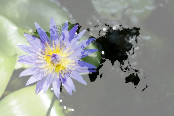 Красивая природа Цветок Лотоса с картой мира — стоковое фото