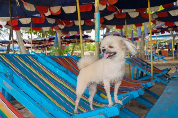 Voyage pour chien à la plage — Photo