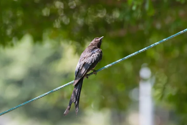 Black Drongo Bird em uma corda — Fotografia de Stock