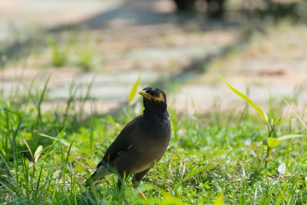Myna ptak na trawie — Zdjęcie stockowe
