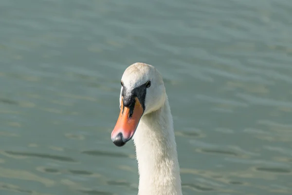 Vit Knölsvan — Stockfoto