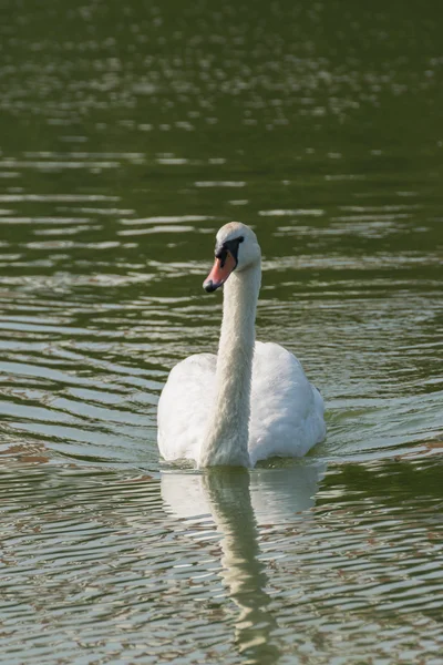 Cisne blanco mudo —  Fotos de Stock