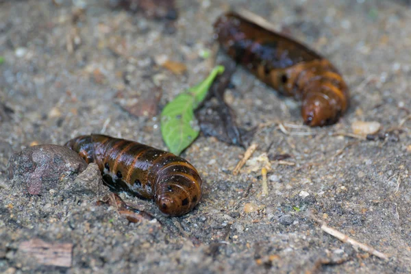 Moth larvae on soil — Stock Photo, Image