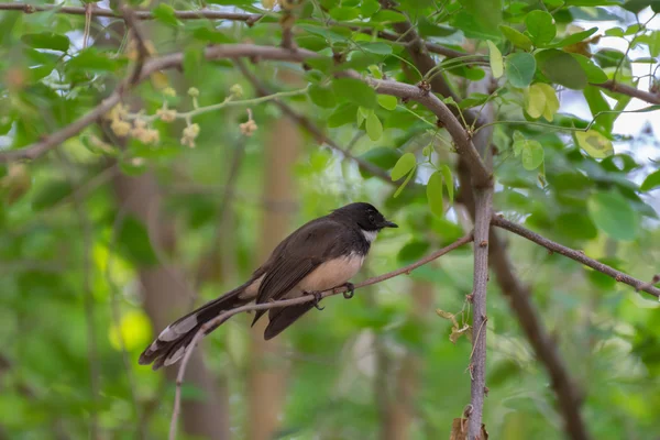 Pied Fantail Oiseau sur un arbre — Photo