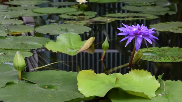 Flor de loto en el jardín — Vídeos de Stock