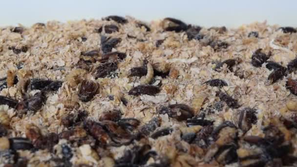 Mealworm bug hmyzu — Stock video