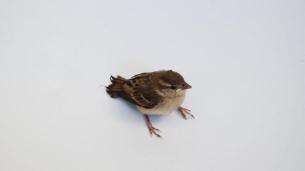 นก Eurasian ต้นไม้ Sparrow — วีดีโอสต็อก