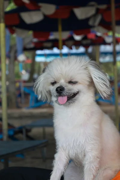 ビーチでの犬の旅行 — ストック写真