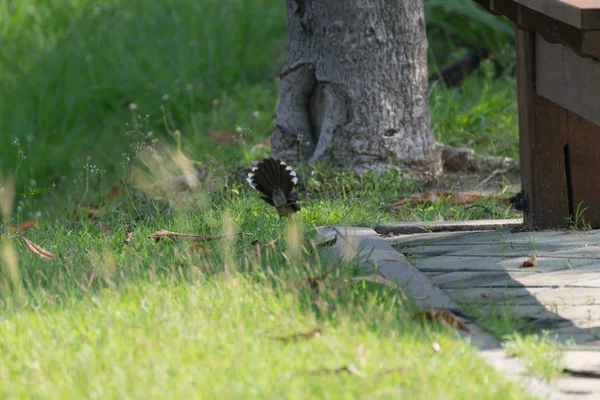 Pássaro Drongo preto em uma grama — Fotografia de Stock