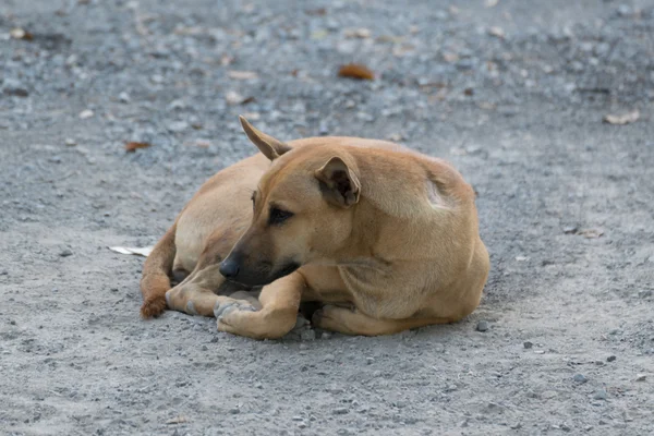 Thai brown dog — Stock Photo, Image