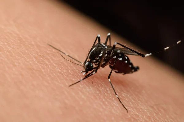 Macro de mosquito chupando sangre —  Fotos de Stock