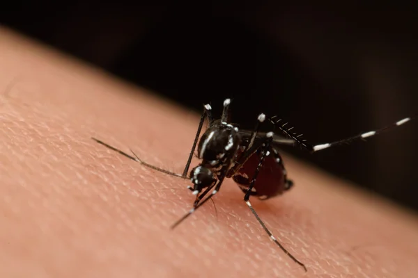 Macro de sangue sugador de mosquitos — Fotografia de Stock