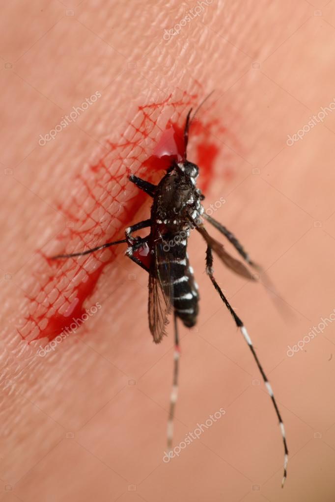 Mosquitoes evolved to suck human blood when they couldn't find water