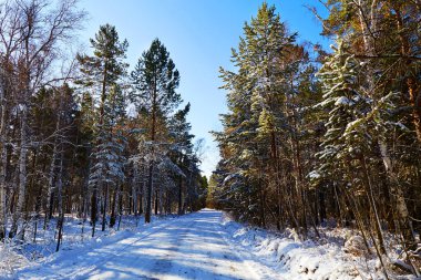 Çam ormanında kış yolu.