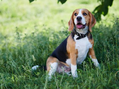 Köpek Beagle köpeği parkta çimlerde oturuyor..