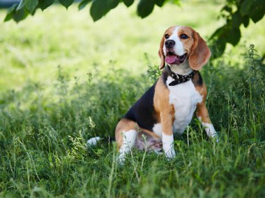 Köpek Beagle köpeği parkta çimlerde oturuyor..