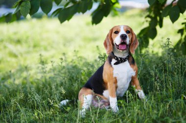 Köpek Beagle köpeği parkta çimlerde oturuyor..