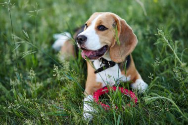 Köpek Beagle parkta çimlerde dinleniyor..