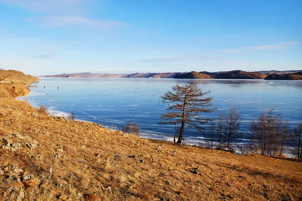 Lake Baikal December Larch Trees Lake Shore View Frozen Kurkut — Stock Photo, Image