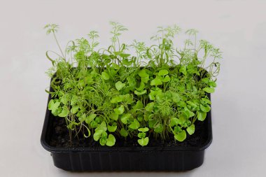 Evde yeşillik yetişiyor. Tencerede Dill ve Maydanoz. Mikro-yeşil.