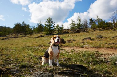 Yazın yürüyüşe çıkan av köpeği.