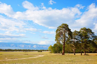 Güzel yaz manzarası. Çam ormanında bir yol. Bulutlu mavi gökyüzüne karşı heybetli çam ağaçları. Arka planda, Baykal Gölü, dağlar. Olkhon Adası 