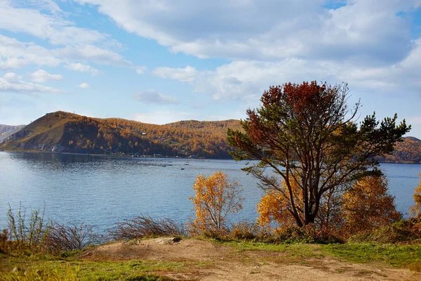 Hermoso paisaje otoñal. Pino en la orilla del río Angara. Lago Baikal, pueblo de Listvyanka —  Fotos de Stock