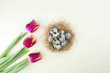 Saman yuvasında doğal bıldırcın yumurtaları ve sarı arka planda renkli laleler. Paskalya tatili. Bahar tebrik kartı..